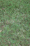 Bermudagrass